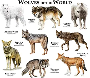 Drucke von Collage verschiedener Arten des Wolfes - Canis lupus Roter Wolf Drucke: Wölfe der Welt