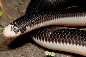 Herpetology Images Drucke: Worm Snake