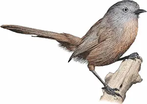 Wildlife Art Prints Drucke: Wrentit