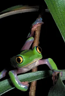 Tree Dwelling Animals Drucke: Yellow eye leaf frog