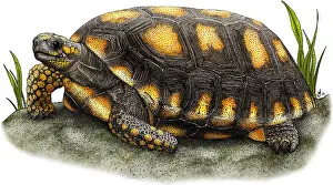 Reptile Illustration Drucke: Yellow-footed Tortoise