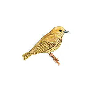 Wildlife Passerine Birds Drucke: Yellow Warbler