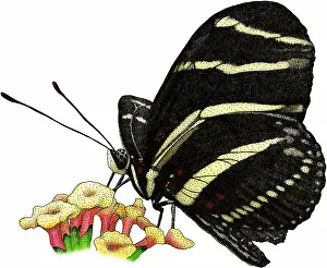 Lepidoptera Insects Drucke: Zebra longwing butterfly