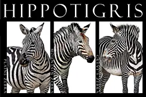 Zebra, Poster.