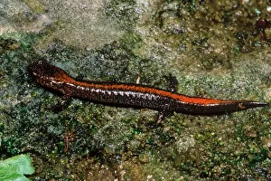 Gerahmter Druck : Zig-Zag-Salamander Gerahmter Druck : Zig-Zag-Salamander